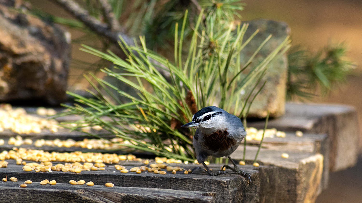 Krüper's Nuthatch
